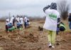 15 000 новозасадени фиданки от видовете цер, благун и космат дъб ще възстановят 30 декара опожарени гори в Стамболово с подкрепата на Нестле България